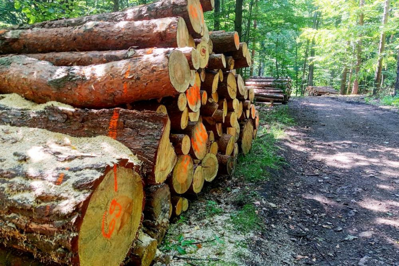 zdjęcie wyróżniające Nowe przepisy UE przeciwko wylesianiu wejdą w życie rok później