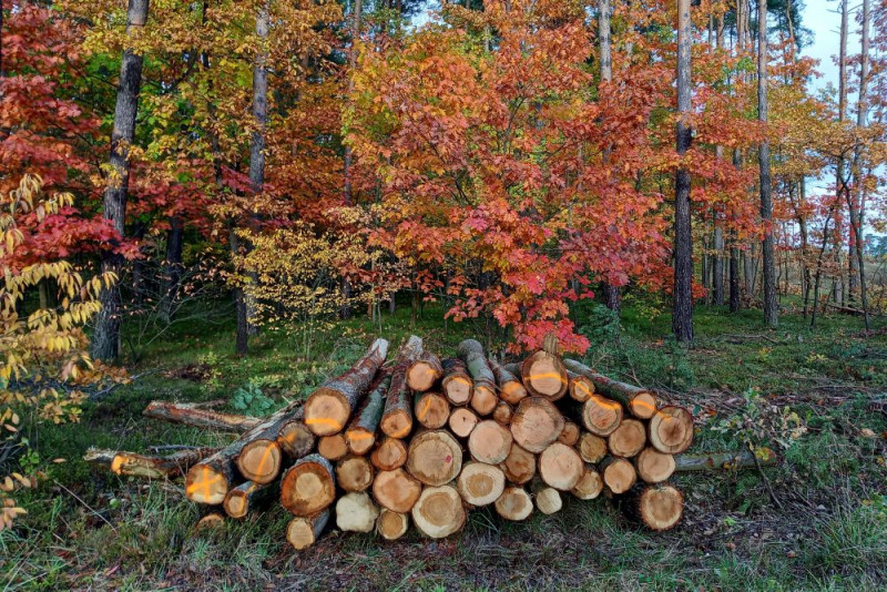 zdjęcie wyróżniające Każdego dnia wycinano 100 tys. drzew w Polsce