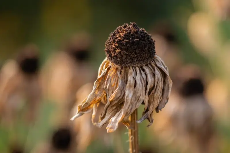 zdjęcie wyróżniające El Niño nabiera siły. Skutki mogą odczuć także polscy konsumenci