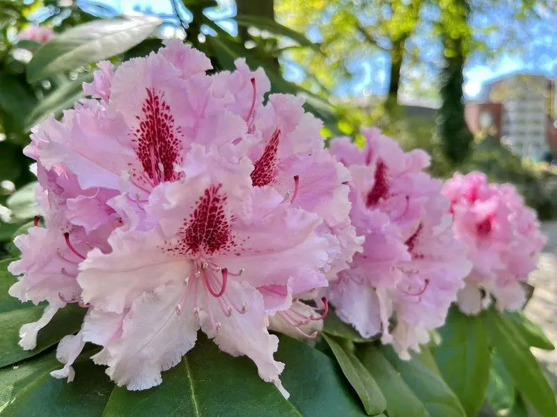 Tysiące rododendronów i azalii kwitną w zoo w Ostrawie
