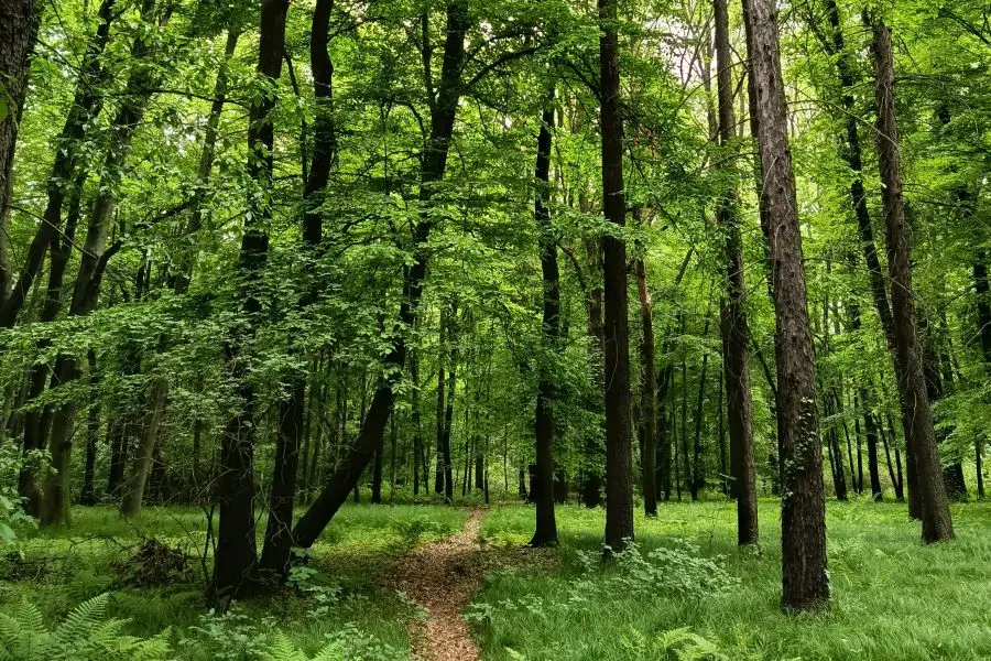 Wodzisław Śląski szuka kandydatów na pomniki przyrody
