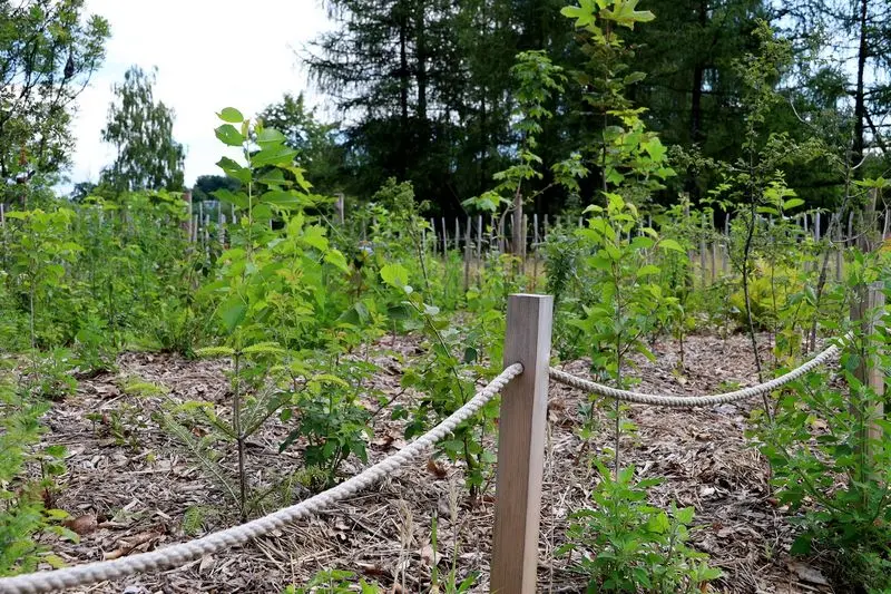 W Rybniku rośnie mikrolas. Zielona przestrzeń w środku miasta