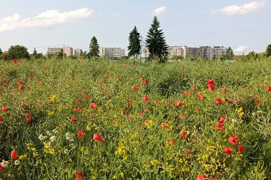 Racibórz przygotowuje się na zmiany klimatu. Ruszyły konsultacje społeczne